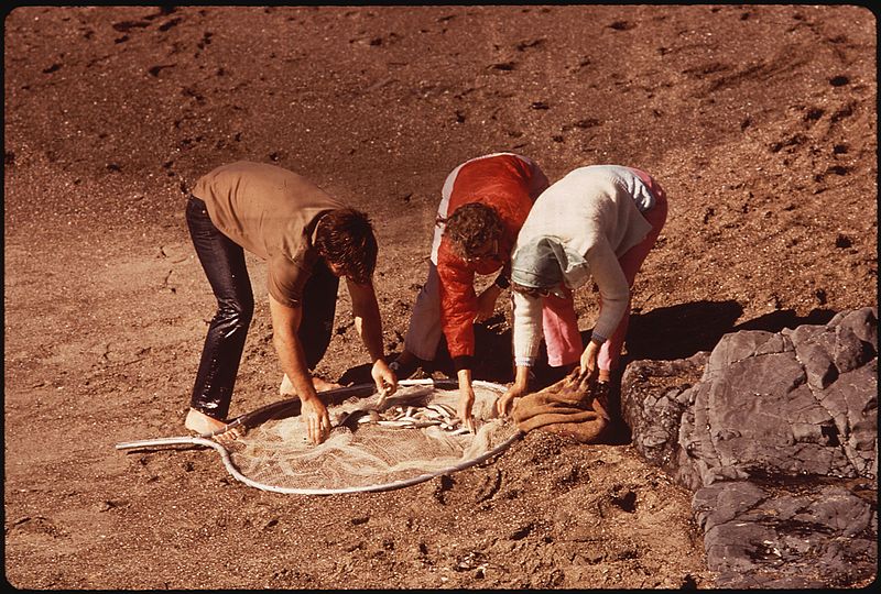 File:EXAMINING A CATCH OF SMELTS - NARA - 545208.jpg