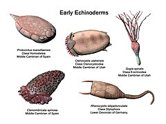 Représentation de quelques échinodermes paléozoïques par le paléoartiste Nobu Tamura.