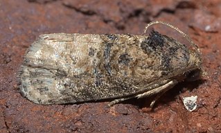 <i>Ecdytolopha</i> Genus of tortrix moths