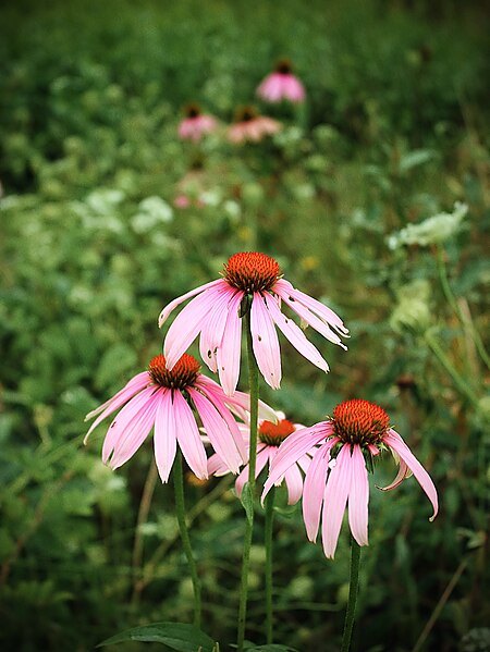 File:Echinacea purpurea (15101512156).jpg