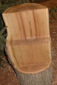 Chestnut wood: Note the splitting at the top of the log. Edelkastanie.jpg