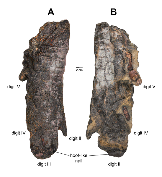 File:Edmontosaurus NDGS 2000 right manus.png