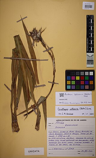 <i>Eduandrea</i> Species of plant