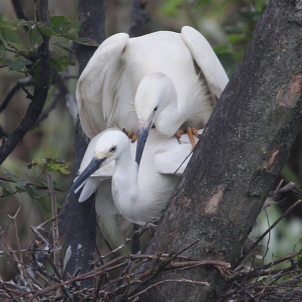 File:Egretta garzetta (mating).jpg