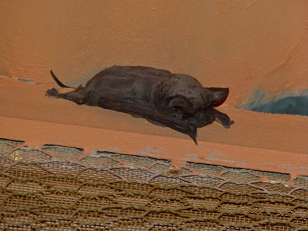 The average adult weight of a Egyptian free-tailed bat is 17 grams (0.04 lbs)