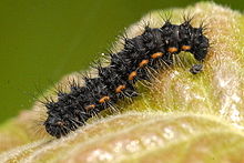 Caterpillar Eilema.lurideola5.-.lindsey.jpg