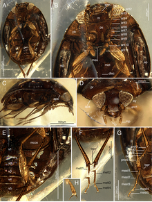 List of types of amber - Wikipedia