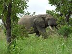 Elefant nazinga juli2010.jpg