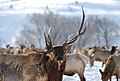 Elk with unusual antlers at the National Elk Refuge.jpg