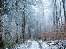 Winter im Hochwald des Elms