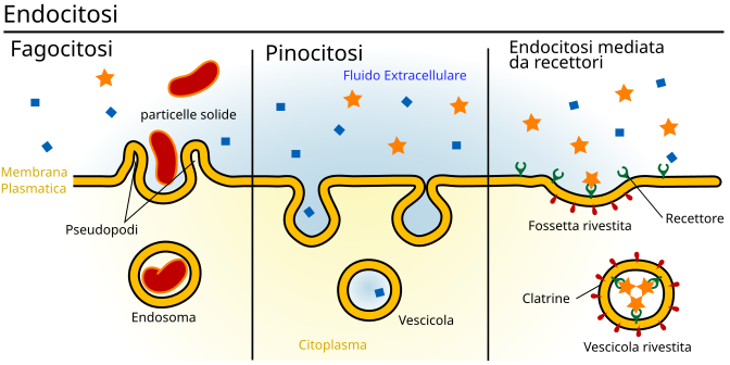 File:Endocytosis types-it.svg