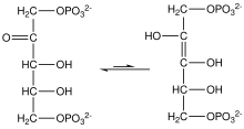 Keto-enediol equilibrium for ribulose-1,5-bisphosphate. EnediolPhotoResp.svg