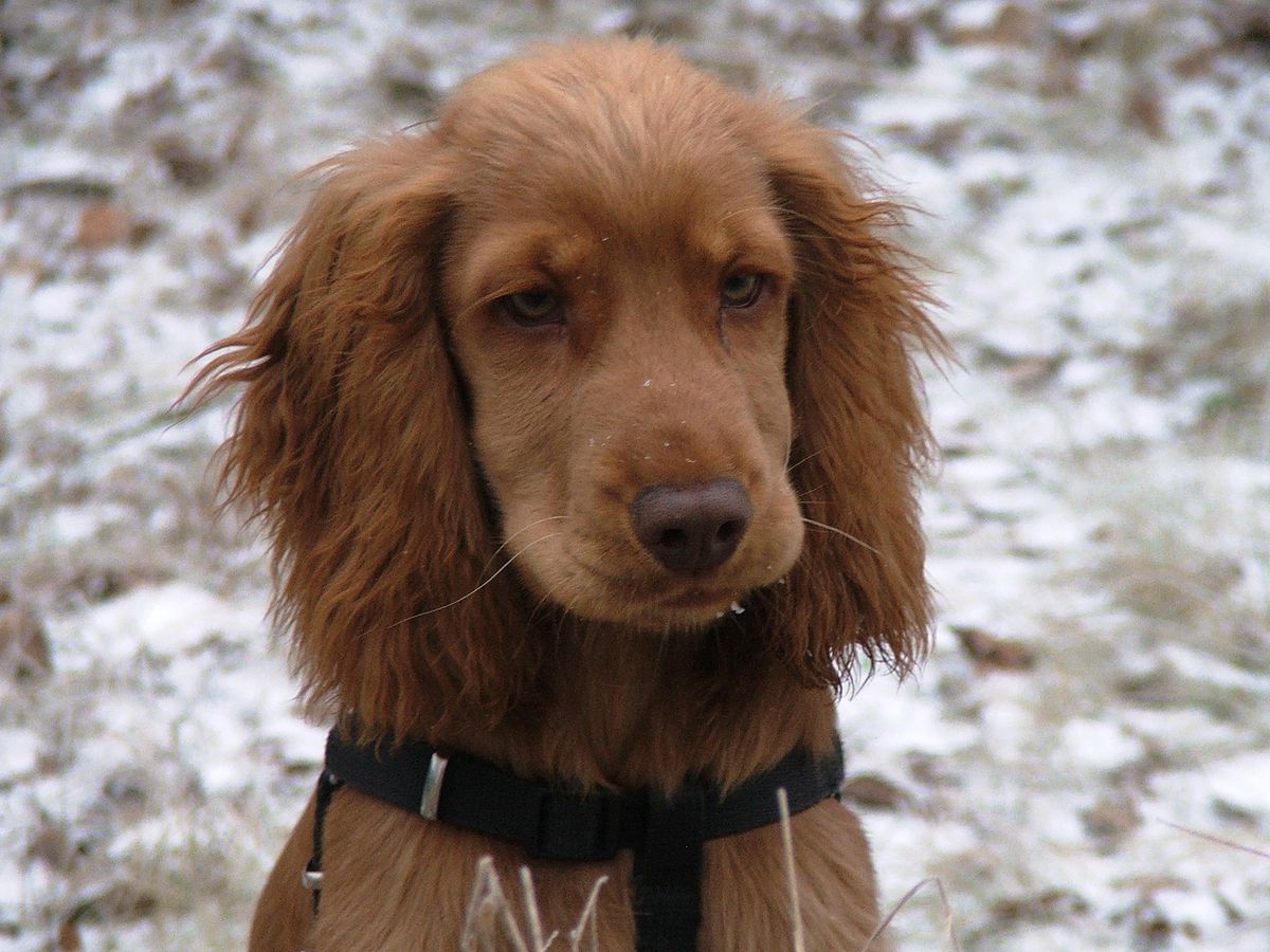 english cocker spaniel