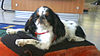 English Spaniel Cropped.jpg