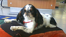 A small black and white spaniel lies on its front, facing left.