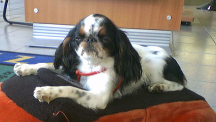 A King Charles Spaniel with Prince Charles markings