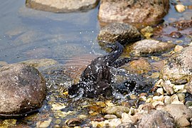 Vandenyje besimaudantis juodųjų strazdų patinėlis