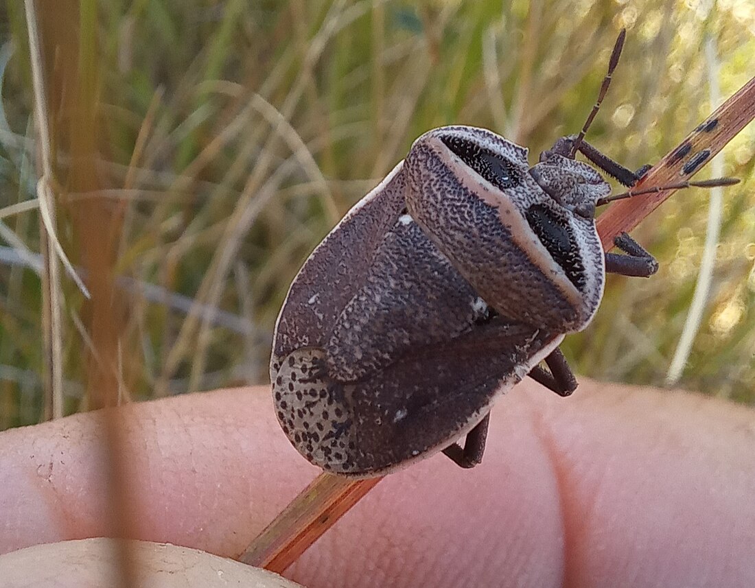 Phyllocephalinae