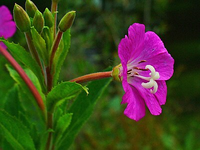 Epilobium hirsutum Flower