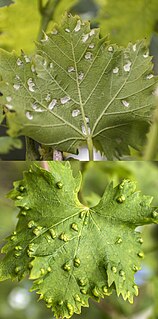 Eriophyes vitis