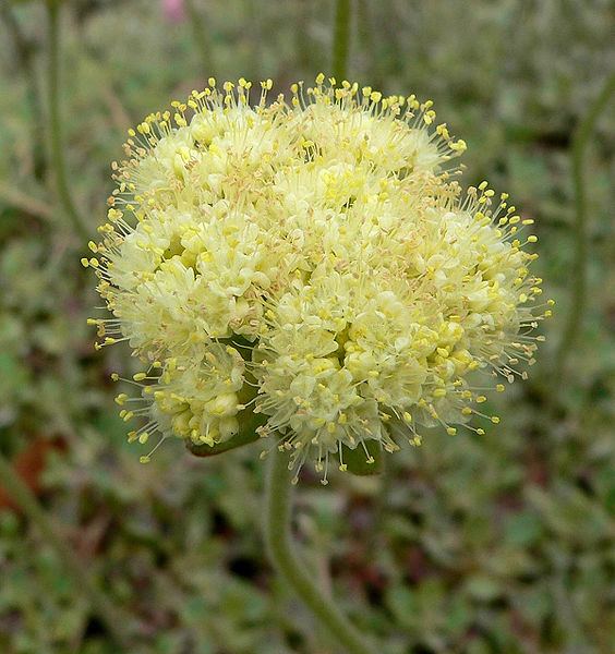 File:Eriogonum ursinum 2.jpg