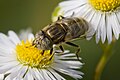 Eristalinus (Lathyropthalmus) aeneus female diagonal.jpg