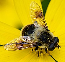 Eristalis anthophorina 9169896.jpg