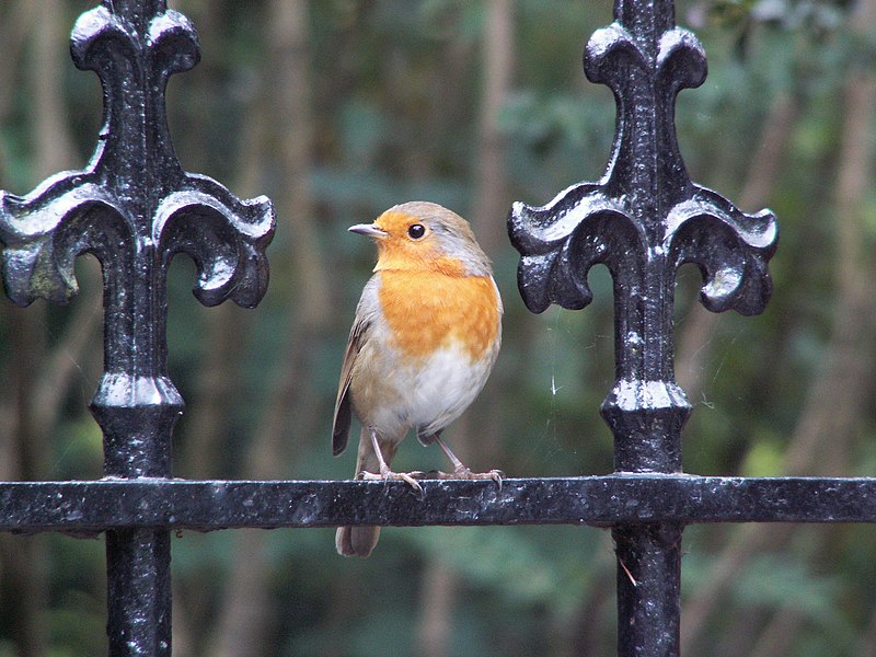 File:Erithacus rubecula-Devon.jpg