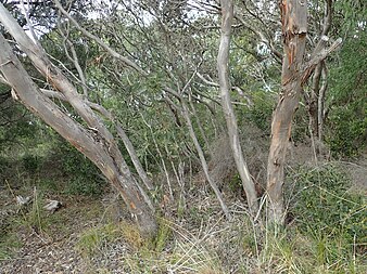 bark Eucalyptus goniantha bark.jpg