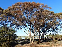 Eukalyptus goniocarpa Gewohnheit.jpg