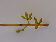 flower buds Eucalyptus nova-anglica buds.jpg