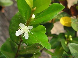 <i>Eugenia roxburghii</i> Species of flowering plant