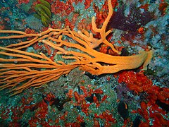 Flagellar sea fan