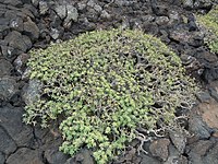 Euphorbia balsamifera, est fréquent dans les champs de lave des Malpais de Lanzarote.