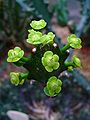 Euphorbia mayurnathanii 002.JPG