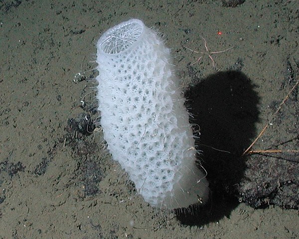 Venus' flower basket glass sponge 600px-Euplectella_aspergillum_%28cropped%29