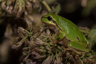 <span class="mw-page-title-main">European tree frog</span> Species of amphibian