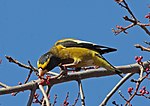 Thumbnail for File:Evening Grosbeak 1012 Coccothraustes vespertinus.jpg