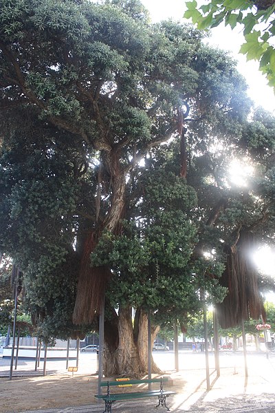 File:Exemplar de Metrosídero Situado no Campo de São Francisco - Ponta Delgada, Ilha de São Miguel, Açores - 11.jpg