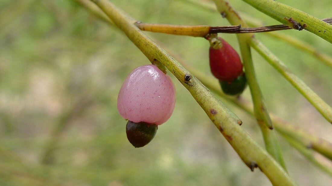 Exocarpos strictus