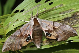 <i>Smerinthus saliceti</i> Species of moth