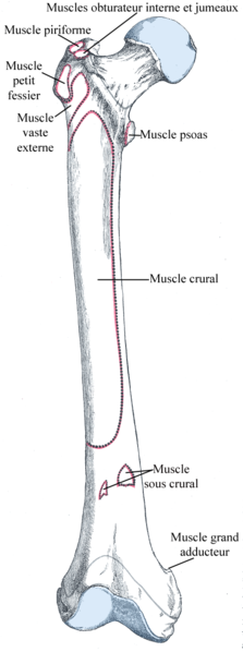 File:Fémur insertions musculaires face antérieure.png