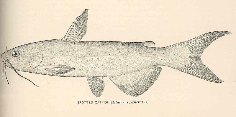 File:FMIB 39192 Spotted Catfish (Ictalurus punctatus).jpeg