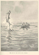 FMIB 43193 Leap of the Silver King--Tarpon.jpeg