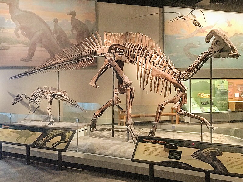 File:FMNH Parasaurolophus.jpg