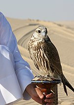 Falco cherrug Qatar.jpg
