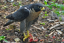 "Frightful" is a peregrine falcon (depicted) that Sam Gribley raises to be a hunting bird. Falco peregrinus-Nova Scotia Canada-eating-face right.jpg