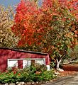 Fall at Snow Line Apple Orchard, CA 11-12 (15169139736).jpg