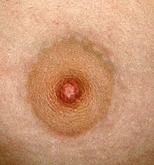 220px-Female_Areola_closeup.jpg