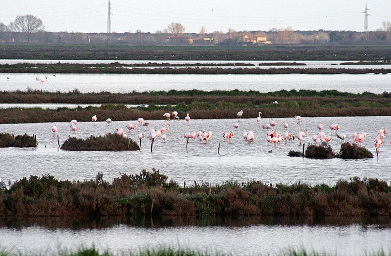 File:Fenicotteri rosa nelle valli di Comacchio - panoramio.jpg